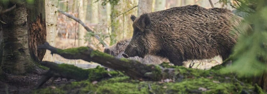 Paul Henri Wildschwein pixabay